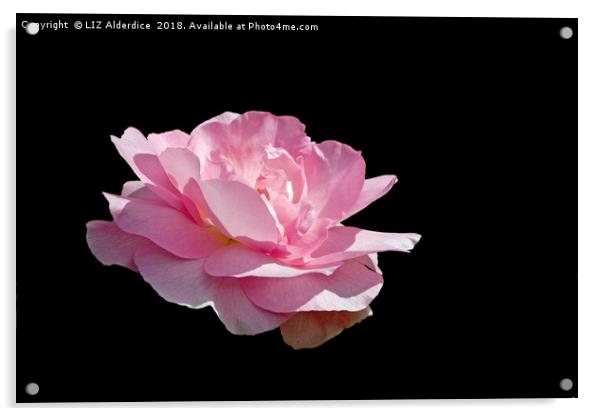 Pink Fragrance on Black Acrylic by LIZ Alderdice
