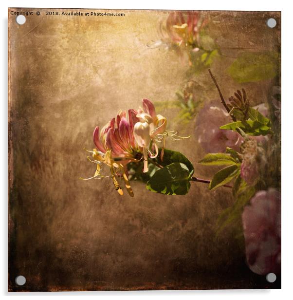 Honeysuckle Rose Acrylic by LIZ Alderdice