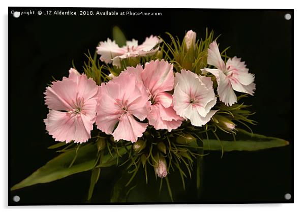 Pale Pink Dianthus on Black Acrylic by LIZ Alderdice