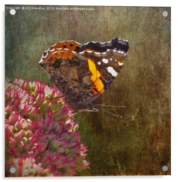 Red Admiral on Sedum Acrylic by LIZ Alderdice