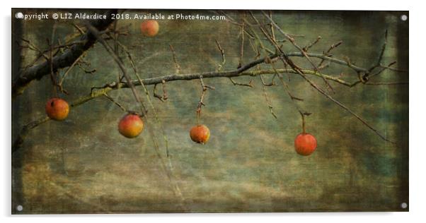 Apples in December Acrylic by LIZ Alderdice