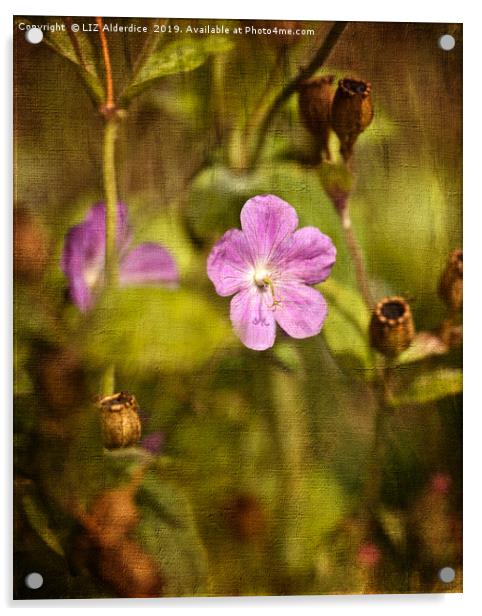 Cranesbill Acrylic by LIZ Alderdice