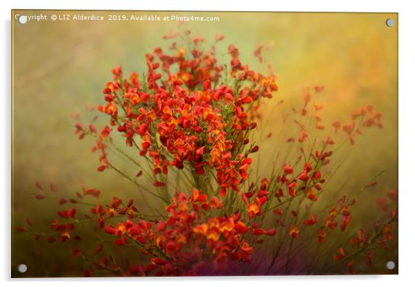 Red Broom in Bloom Acrylic by LIZ Alderdice