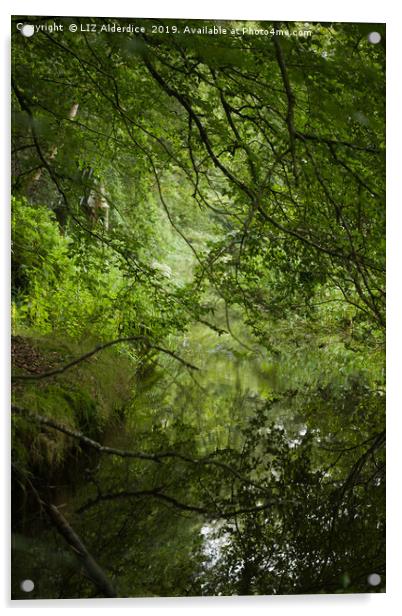 Woodland Stream Acrylic by LIZ Alderdice