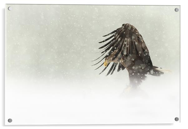 Dark Angel Acrylic by Natures' Canvas: Wall Art  & Prints by Andy Astbury