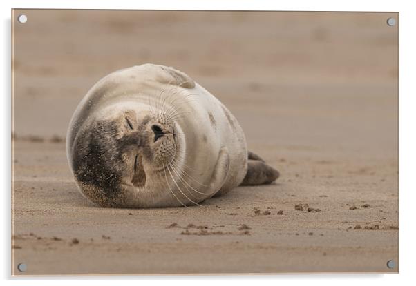Forty Winks Acrylic by Natures' Canvas: Wall Art  & Prints by Andy Astbury