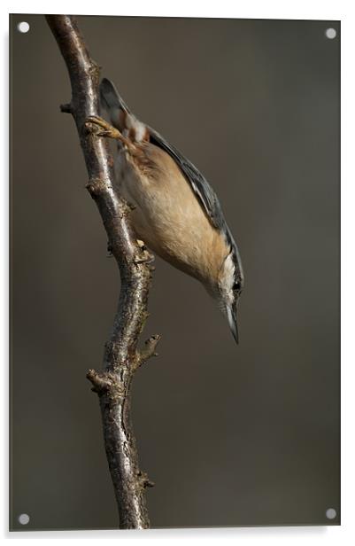 Eurasian Nuthatch Acrylic by Natures' Canvas: Wall Art  & Prints by Andy Astbury