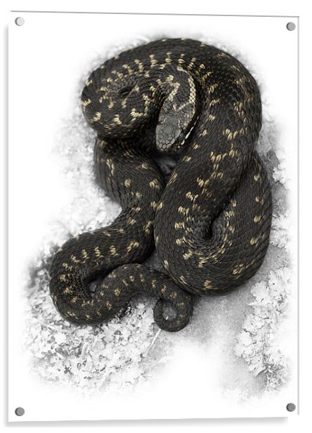 European Adder Acrylic by Natures' Canvas: Wall Art  & Prints by Andy Astbury
