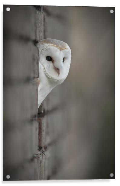 Barn Owl portrait Acrylic by Natures' Canvas: Wall Art  & Prints by Andy Astbury