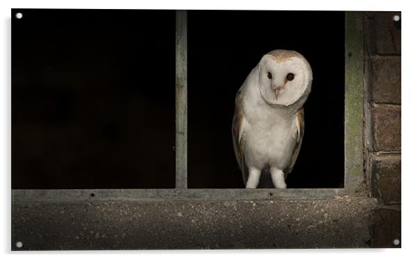 Barn Owl in Window Acrylic by Natures' Canvas: Wall Art  & Prints by Andy Astbury