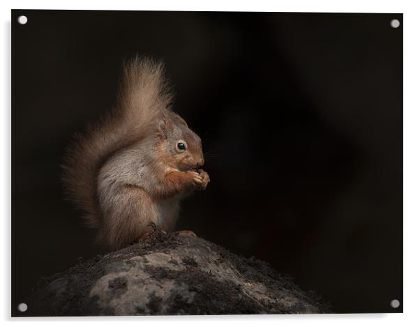 Red Squirrel Acrylic by Natures' Canvas: Wall Art  & Prints by Andy Astbury