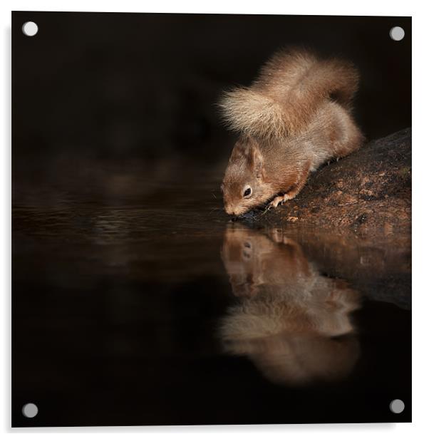 Red Squirrel Reflection Acrylic by Natures' Canvas: Wall Art  & Prints by Andy Astbury
