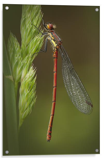 Large Red Damselfly Acrylic by Natures' Canvas: Wall Art  & Prints by Andy Astbury