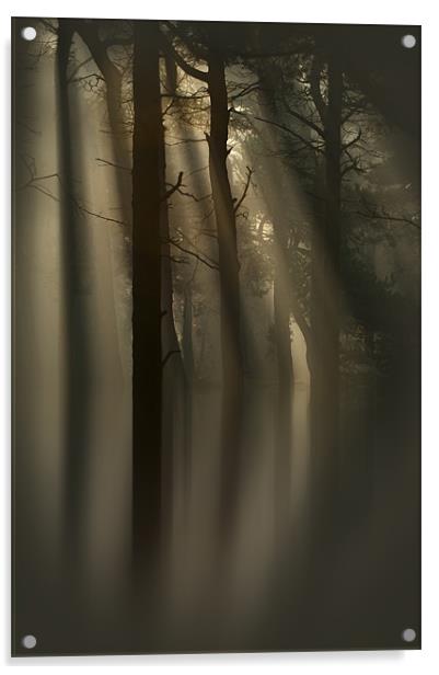 Trees and Light Acrylic by Natures' Canvas: Wall Art  & Prints by Andy Astbury