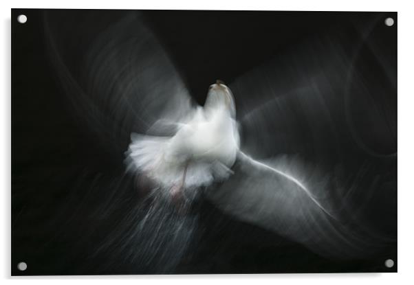 Herring Gull Abstract Acrylic by Natures' Canvas: Wall Art  & Prints by Andy Astbury
