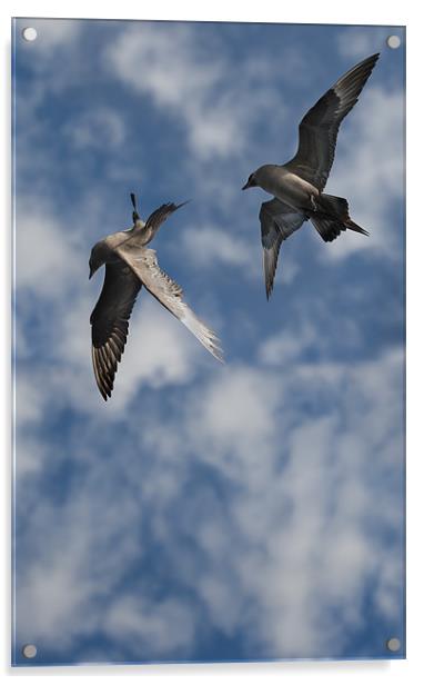 Arctic Skuas Acrylic by Natures' Canvas: Wall Art  & Prints by Andy Astbury