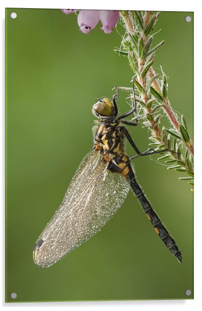 WHITE-FACED DARTER DRAGONFLY Acrylic by Natures' Canvas: Wall Art  & Prints by Andy Astbury