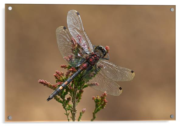 WHITE-FACED DARTER DRAGONFLY Acrylic by Natures' Canvas: Wall Art  & Prints by Andy Astbury