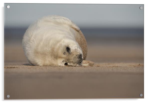 Grey Seal Pup Acrylic by Natures' Canvas: Wall Art  & Prints by Andy Astbury