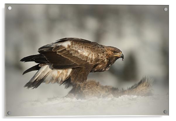 Golden Eagle Acrylic by Natures' Canvas: Wall Art  & Prints by Andy Astbury