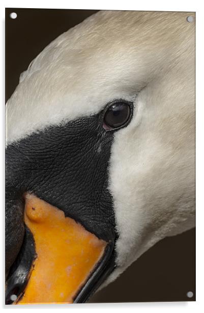 Mute Swan Close Up Acrylic by Natures' Canvas: Wall Art  & Prints by Andy Astbury