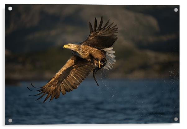 White-tailed Eagle in flight Acrylic by Natures' Canvas: Wall Art  & Prints by Andy Astbury