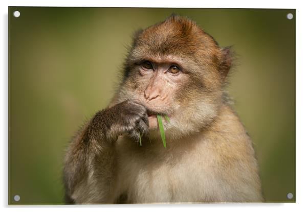 Barbary Macaque Acrylic by Natures' Canvas: Wall Art  & Prints by Andy Astbury