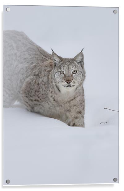 Eurasian Lynx Acrylic by Natures' Canvas: Wall Art  & Prints by Andy Astbury