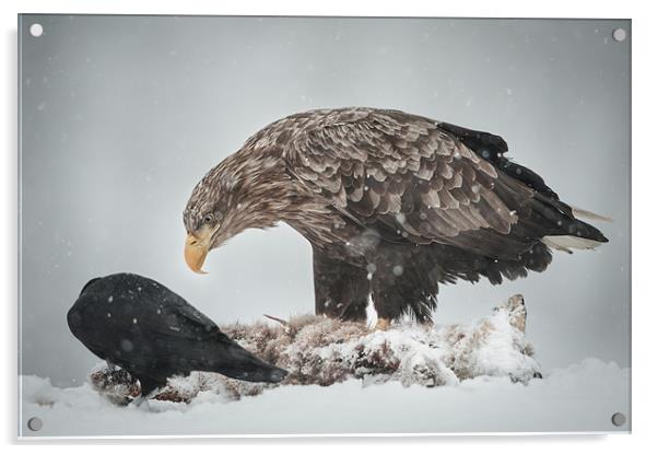 Eagle and Raven Acrylic by Natures' Canvas: Wall Art  & Prints by Andy Astbury