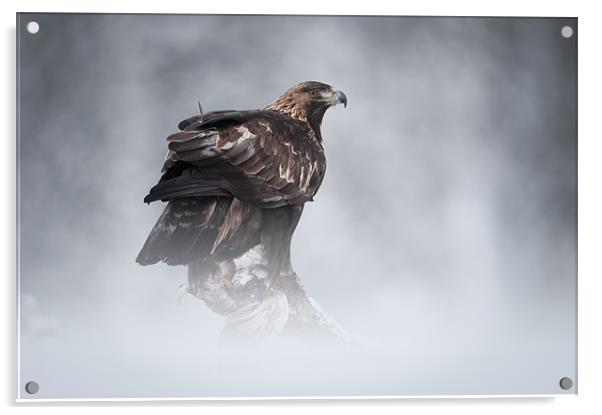 Golden Eagle Acrylic by Natures' Canvas: Wall Art  & Prints by Andy Astbury