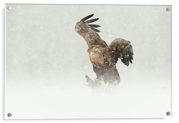 White-tailed Eagle Acrylic by Natures' Canvas: Wall Art  & Prints by Andy Astbury