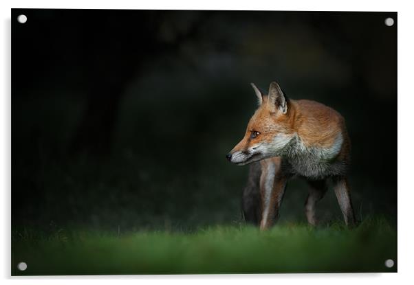 Red Fox Acrylic by Natures' Canvas: Wall Art  & Prints by Andy Astbury