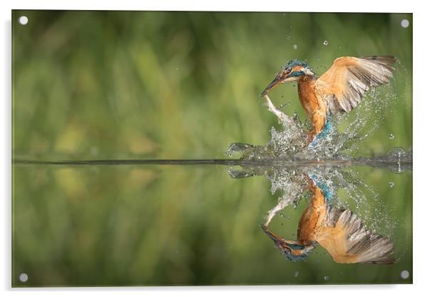 Kingfisher with catch. Acrylic by Natures' Canvas: Wall Art  & Prints by Andy Astbury