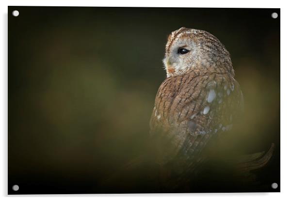 Tawny Owl Acrylic by Natures' Canvas: Wall Art  & Prints by Andy Astbury