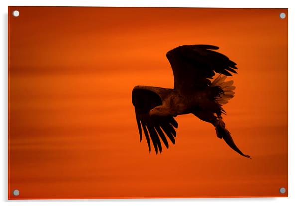 Eagle Silhouette Acrylic by Natures' Canvas: Wall Art  & Prints by Andy Astbury