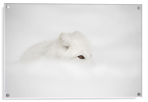 Arctic Fox Acrylic by Natures' Canvas: Wall Art  & Prints by Andy Astbury