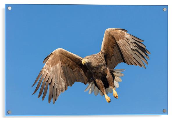 Hunting Sea Eagle Acrylic by Natures' Canvas: Wall Art  & Prints by Andy Astbury