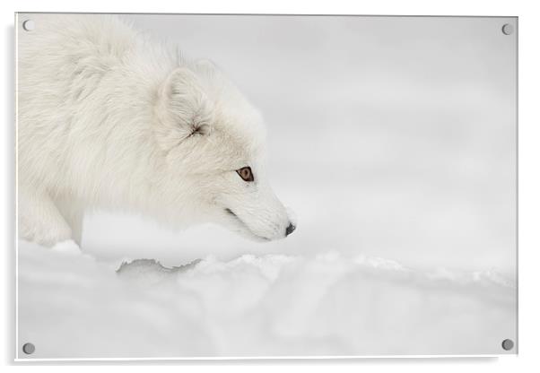 Arctic Fox Acrylic by Natures' Canvas: Wall Art  & Prints by Andy Astbury