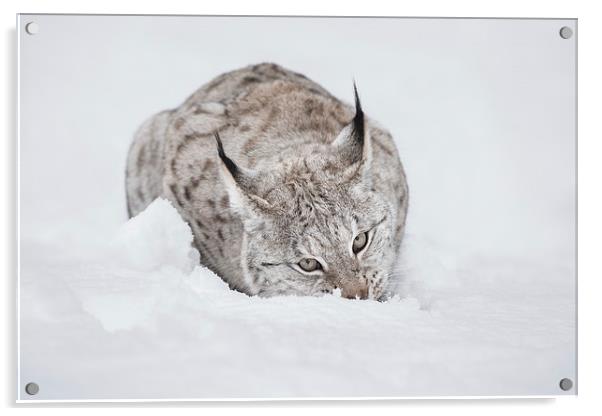 Lynx Wild Cat Acrylic by Natures' Canvas: Wall Art  & Prints by Andy Astbury