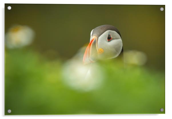 Atlantic Puffin Acrylic by Natures' Canvas: Wall Art  & Prints by Andy Astbury