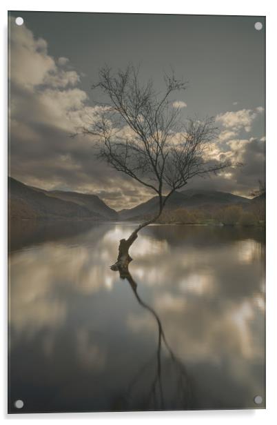 Lone Tree Reflection Acrylic by Natures' Canvas: Wall Art  & Prints by Andy Astbury