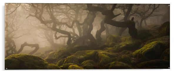 Ancient Woodland in the Peak District Acrylic by Natures' Canvas: Wall Art  & Prints by Andy Astbury