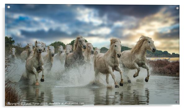 Camargue Horses Sunset Acrylic by David Tyrer