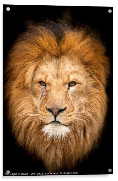 Majestic Lion portrait Acrylic by David Tyrer