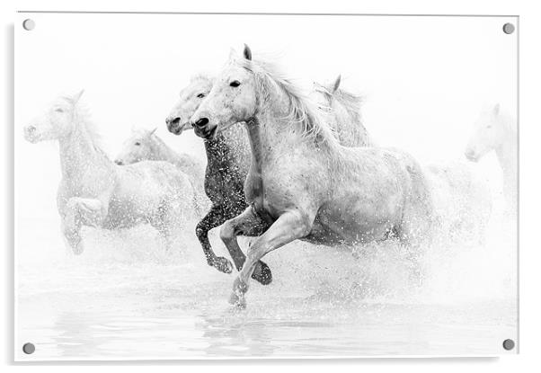 Galloping Grace: Camargue Horses Unleashed Acrylic by David Tyrer
