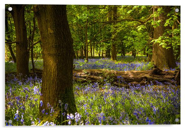 Enchanted Bluebell Woodland Spring Acrylic by David Tyrer