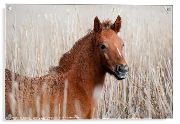 Camargue Foal Acrylic by David Tyrer
