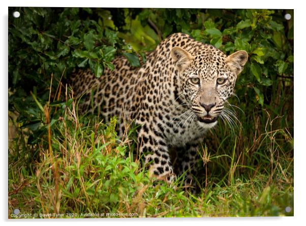 Wild Leopard Prowling Acrylic by David Tyrer