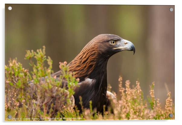 Sublime Golden Eagle - Scotland's Highlands Acrylic by David Tyrer