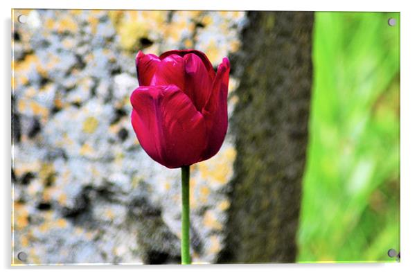 Single Tulip Acrylic by Neil Ravenscroft